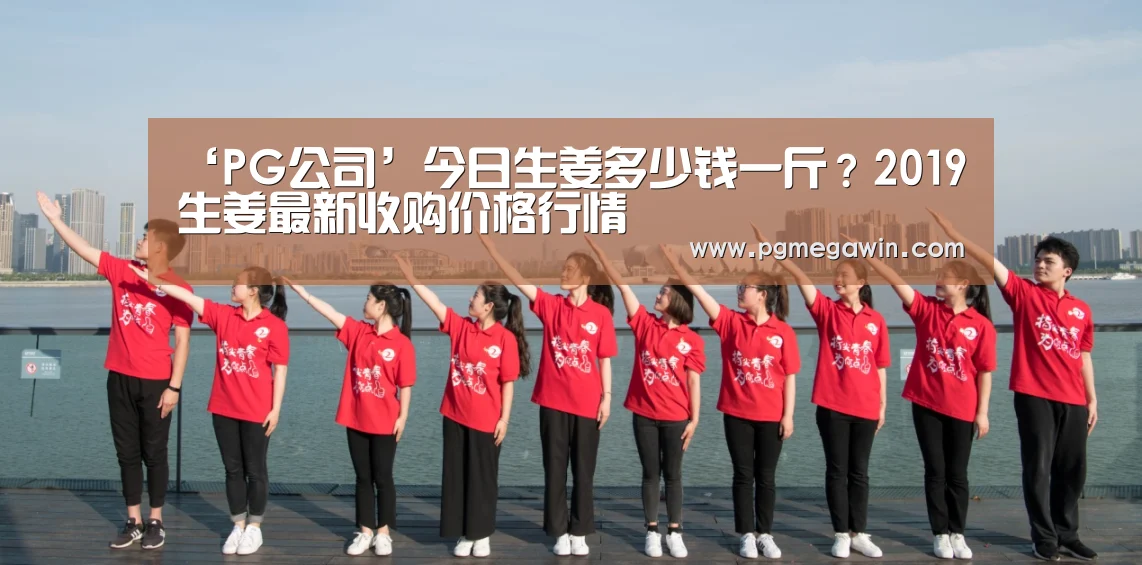 ‘PG公司’今日生姜多少钱一斤?2019生姜最新收购价格行情(图1) PG服务
